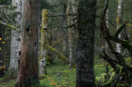 Frédéric-Demeuse-WALD-photography-forêts-primaires-Vosges-France